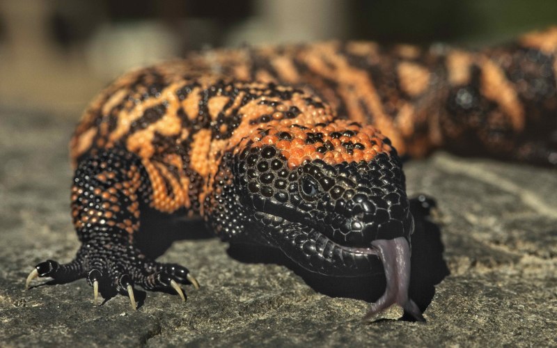 Gila Monster ящерица