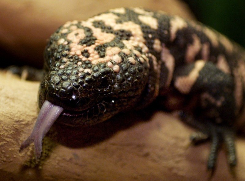 Heloderma suspectum
