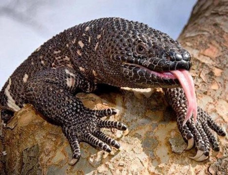 Heloderma horridum