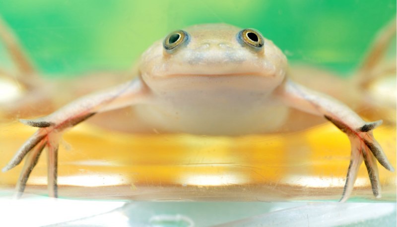 Лягушка Xenopus laevis