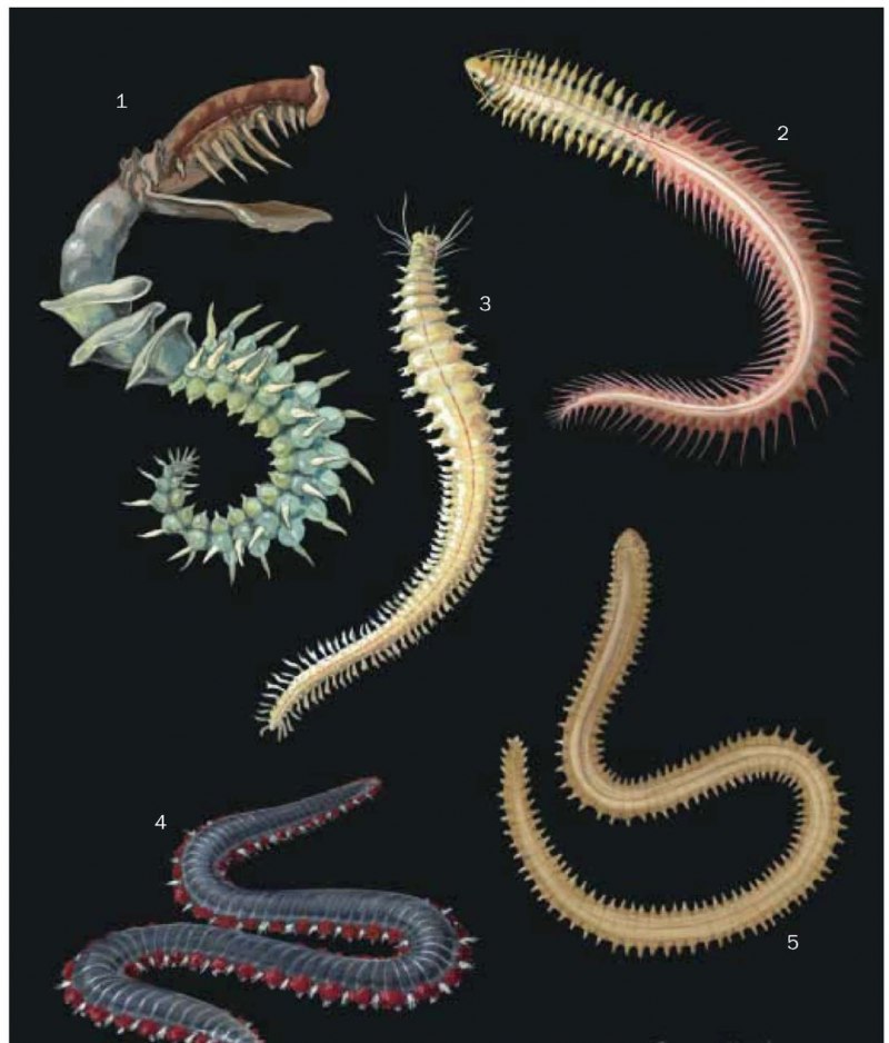 Chaetopterus variopedatus