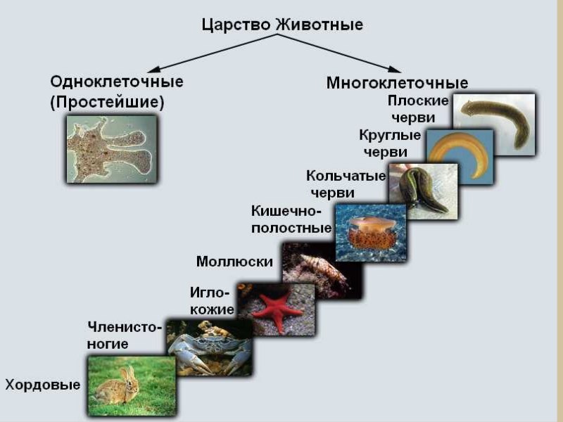 Царство животных многоклеточные классификация