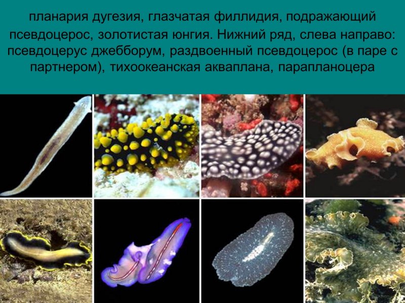 Многоклеточные животные