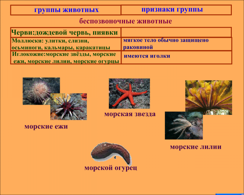 Беспозвоночные животные группы