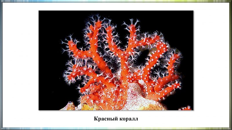 Класс нематоды (Nematoda)