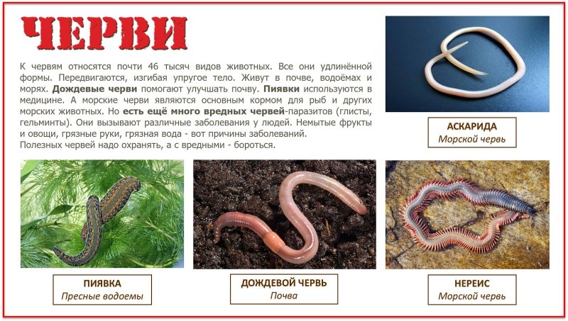 К какому классу относится дождевой червь