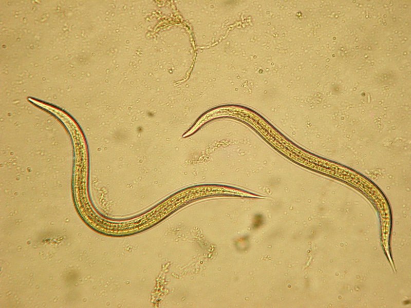 Hermodice carunculata