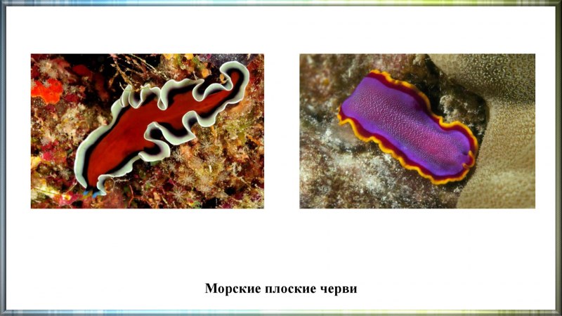Дьявольский червь Halicephalobus Mephisto