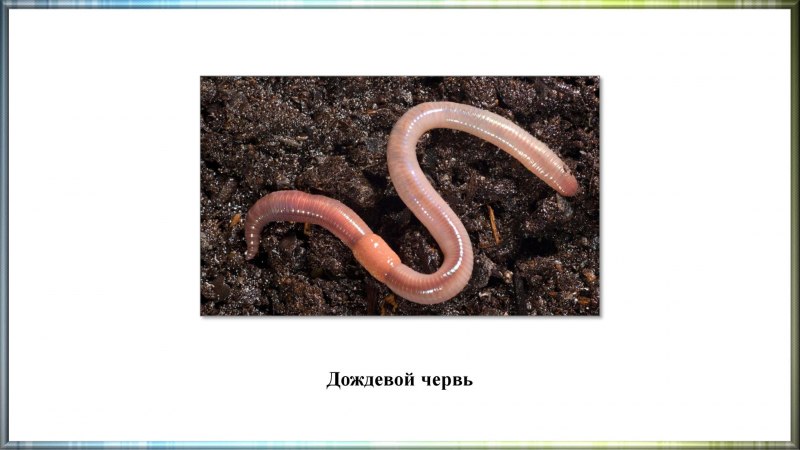 Черви коловратки