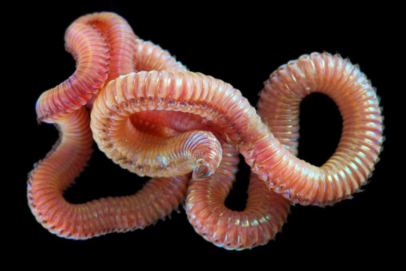 Острица детская Enterobius vermicularis