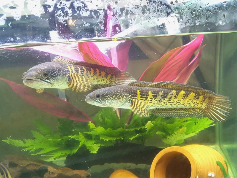Channa aurantimaculata