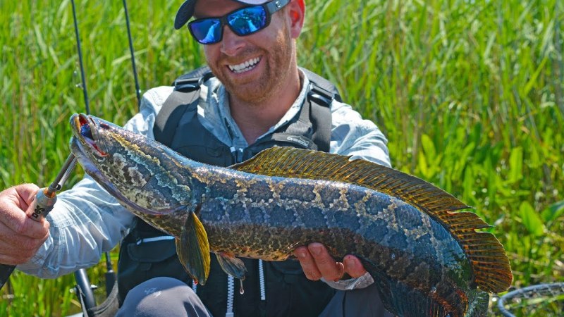 Snakehead 2004