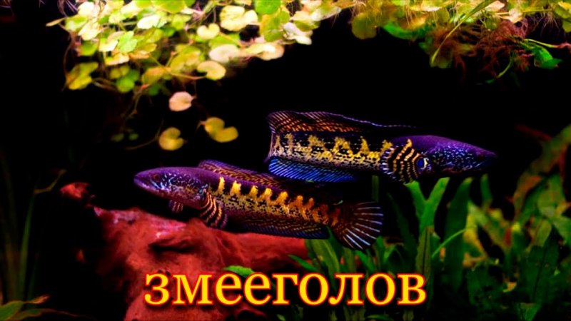 Змееголов Золотая Кобра