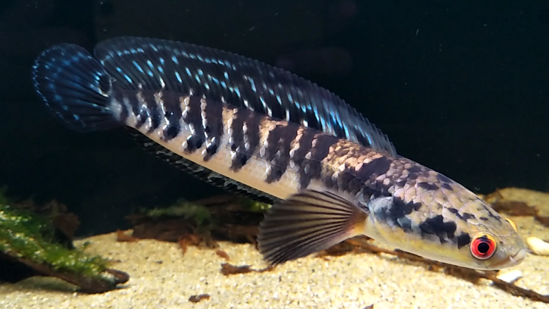 Змееголов Императорский Channa marulioides