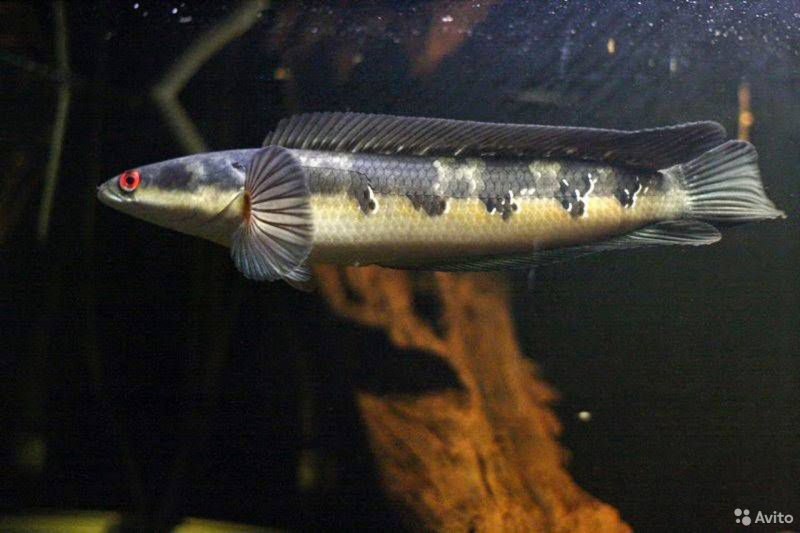 Channa aurantimaculata