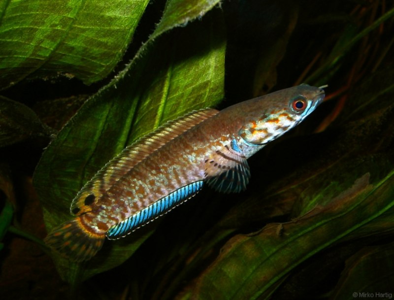 Channa pleurophthalma