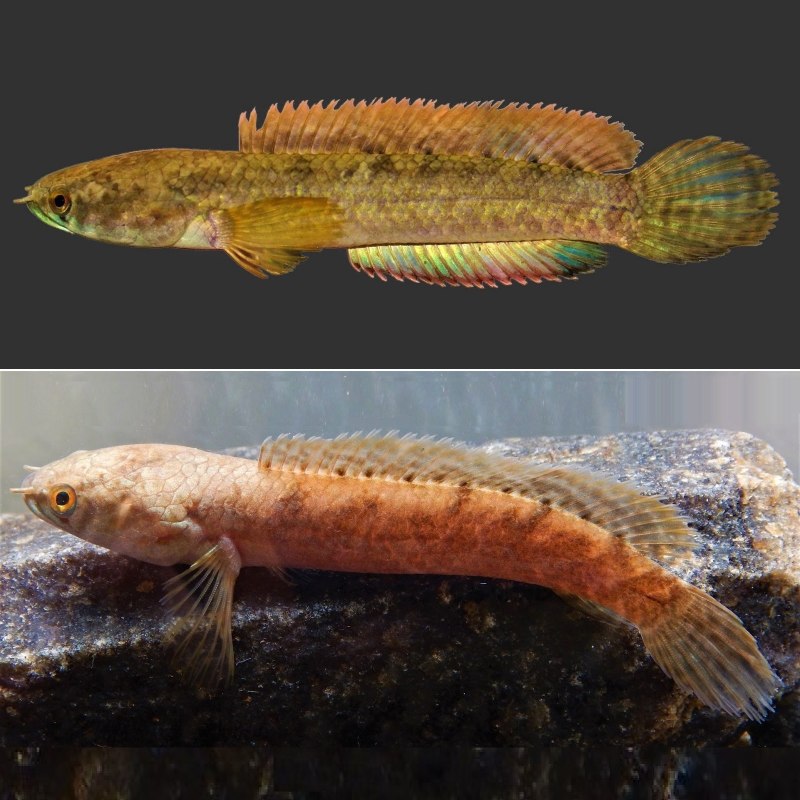 Channa marulioides