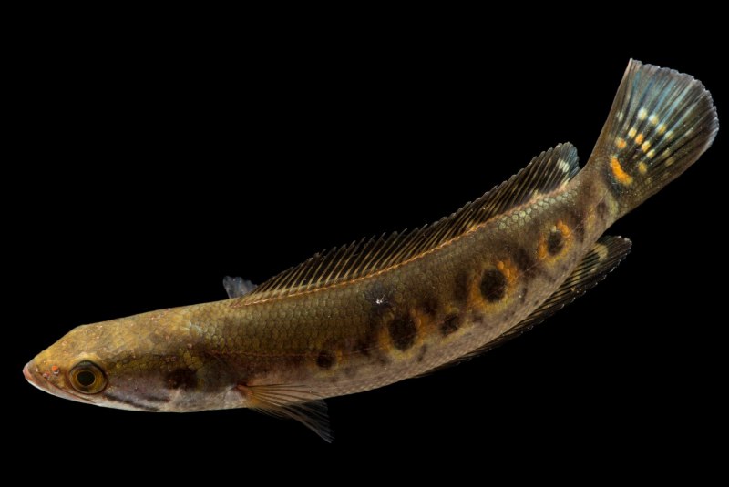 Channa marulioides