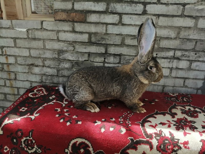 Кролик голубой великан