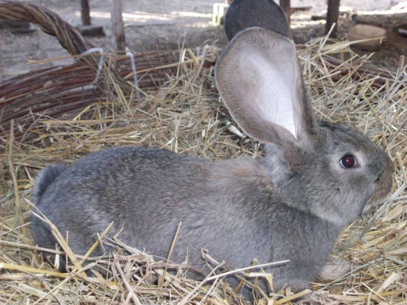 Кролики породы Ризен