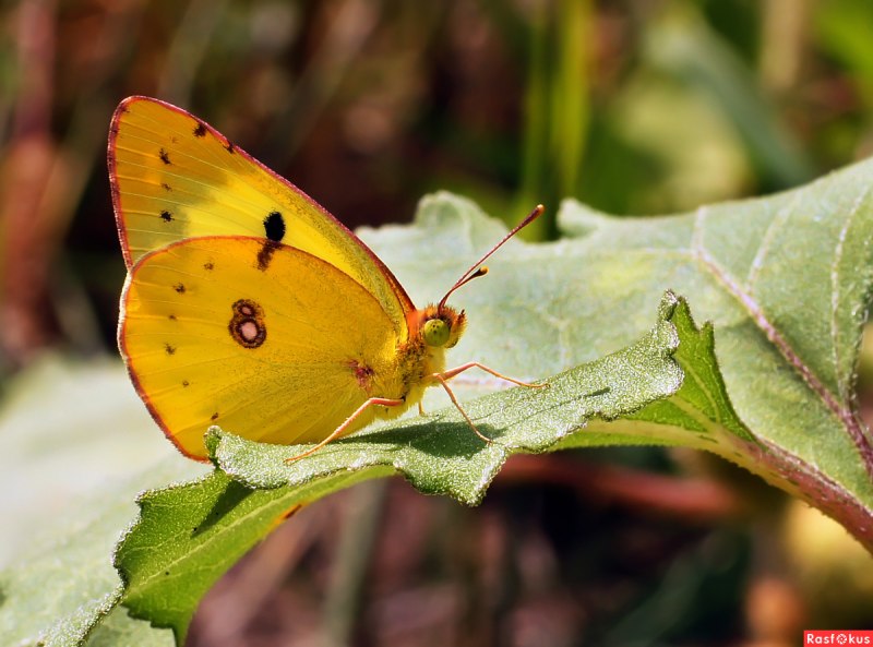Gonepteryx rhamni лимонница
