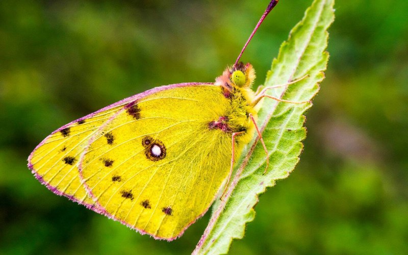 Лимонница желтая бабочка (71 фото)