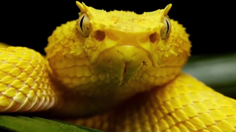 Yellow Eyelash Pit Viper