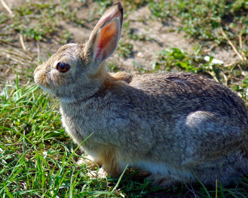 Mountain Cottontail.