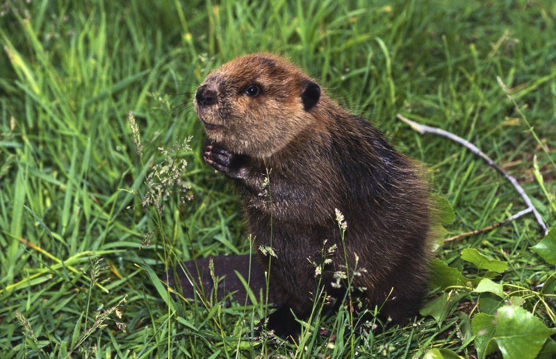 Канадский Бобр (Castor canadensis)