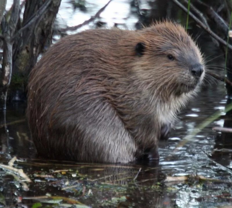 Канадский Бобр (Castor canadensis)
