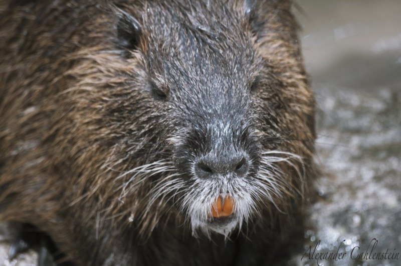 Канадский Бобр (Castor canadensis)