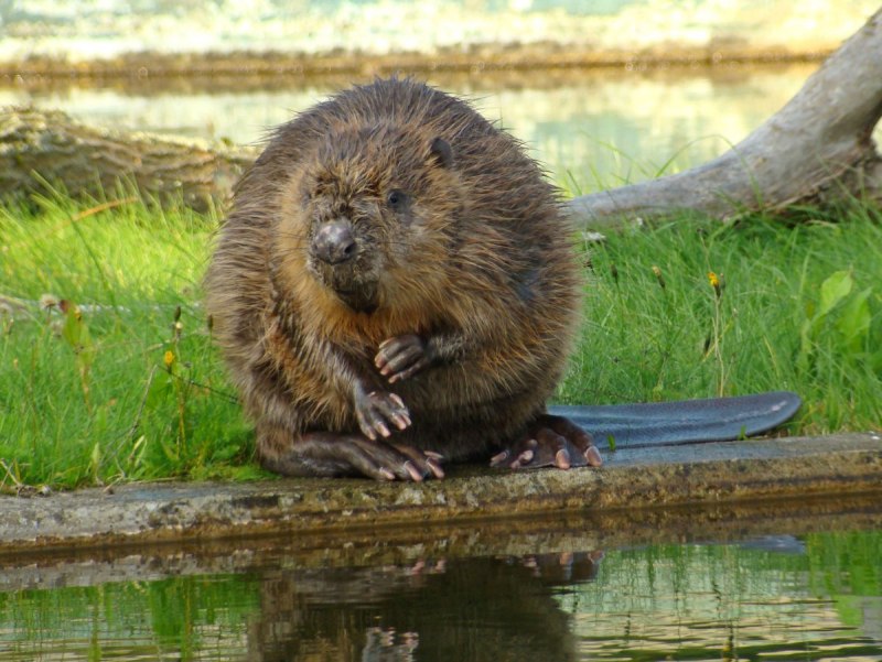 Канадский Бобр (Castor canadensis)