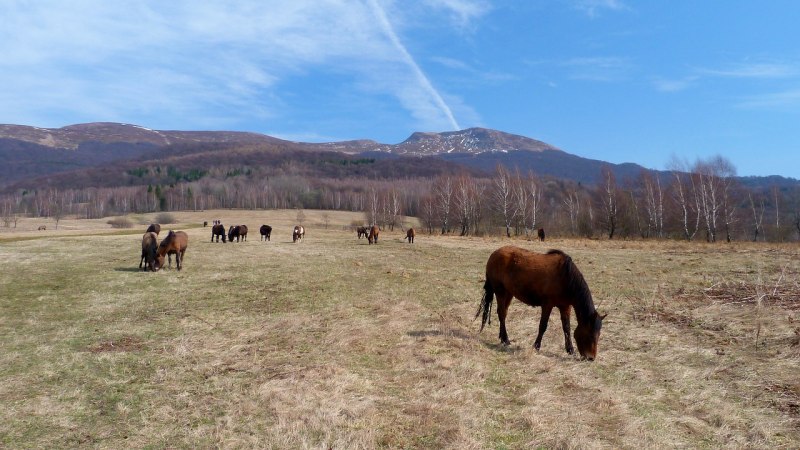 Осень в Карпатах, лошадь