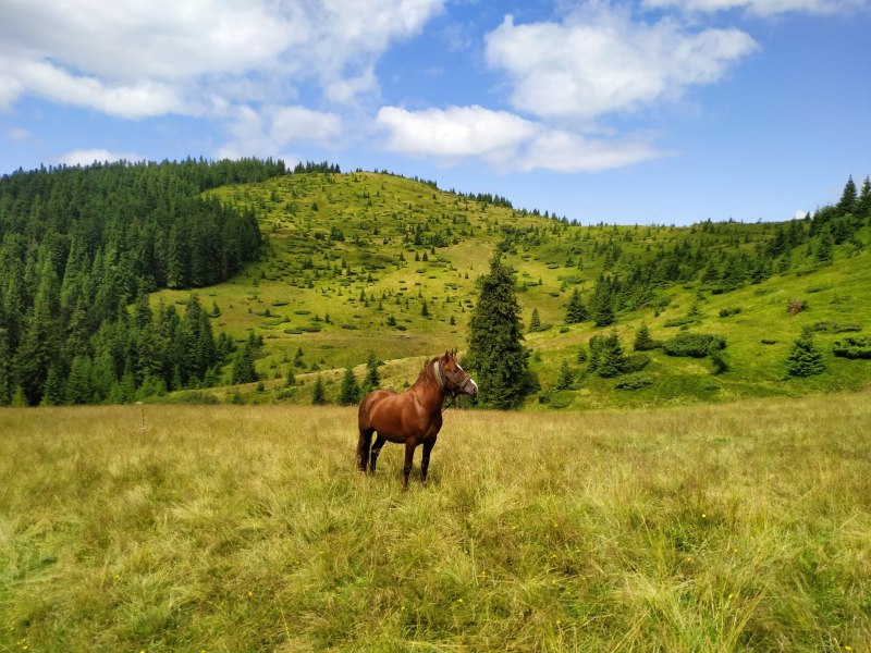 Селекция в коневодстве