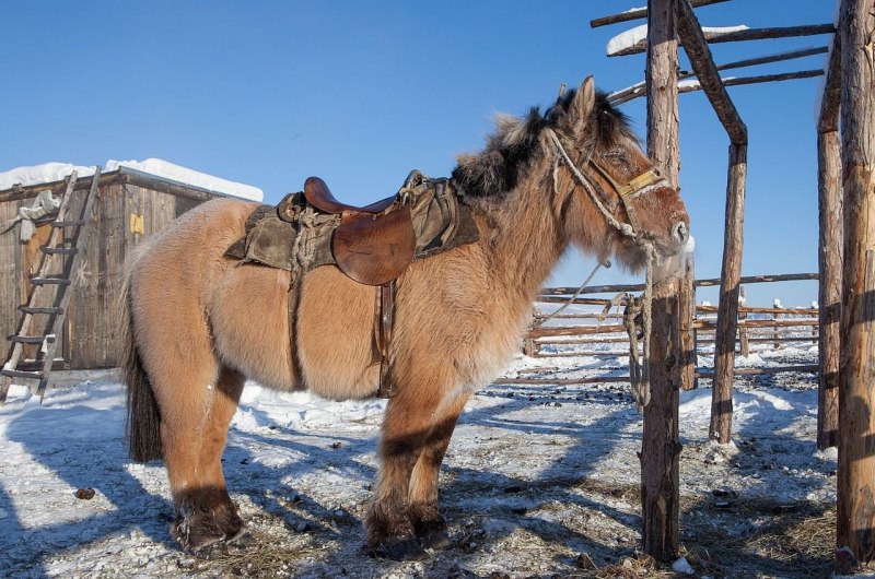 Игры коный спорт Horse Juping