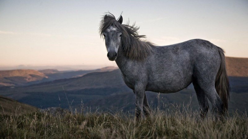 Гуцульская лошадь (63 фото)
