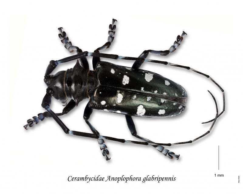 Anoplophora glabripennis