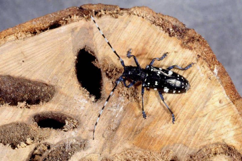 Asian long Horned Beetle