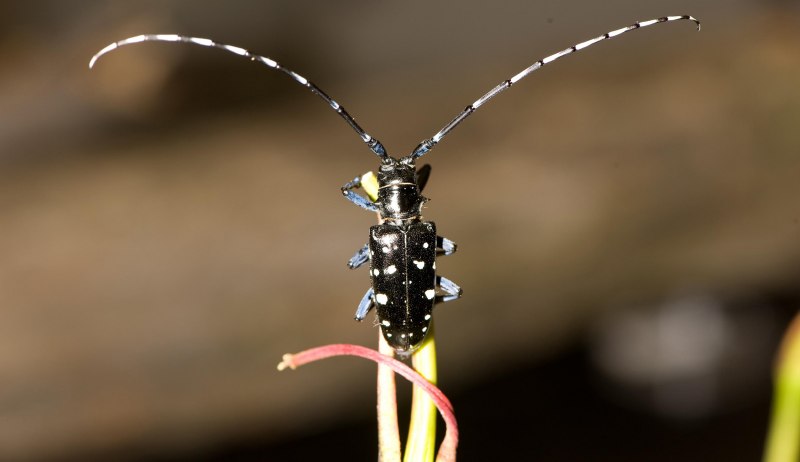 Китайский усач Anoplophora chinensis Forster