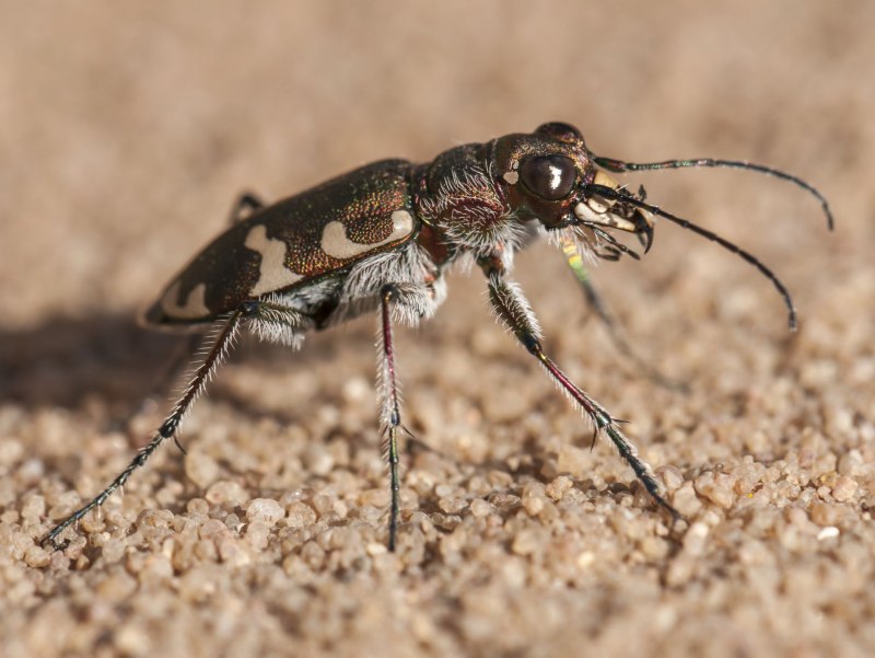 Азиатский усач Anoplophora glabripennis