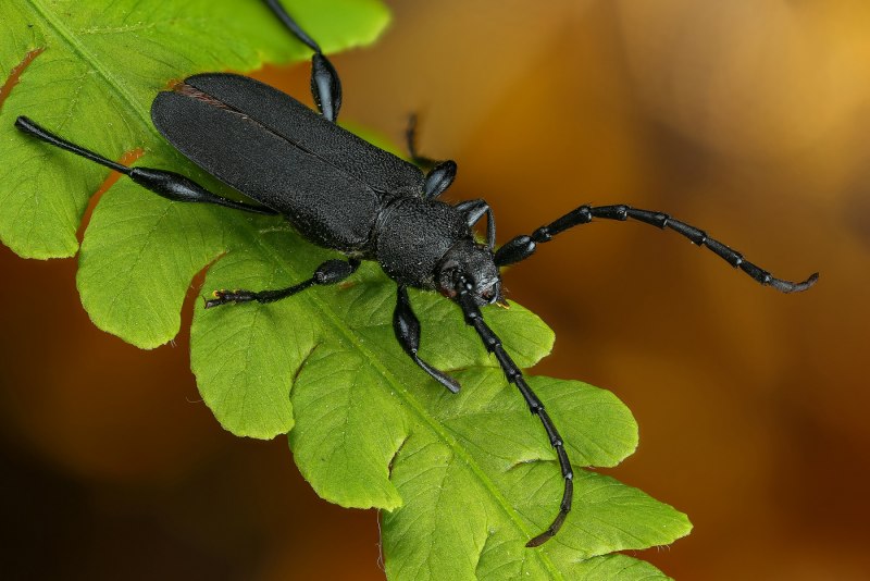 11. Anoplophora glabripennis (Motchulsky, 1853)
