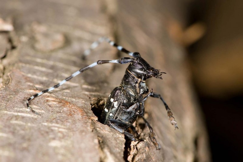 Anoplophora glabripennis