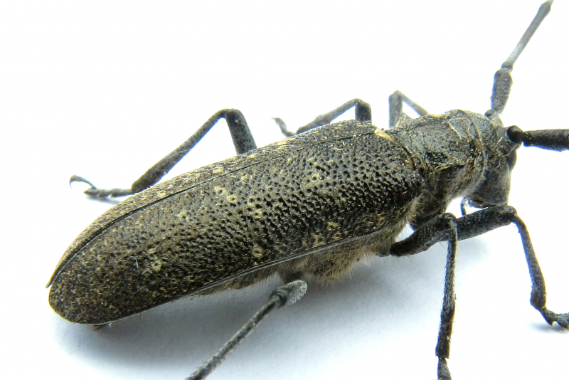Asian long Horned Beetle in Massachusetts