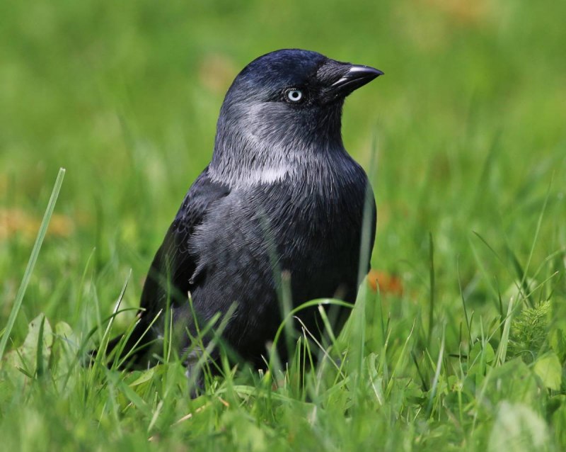 Crow 98x98