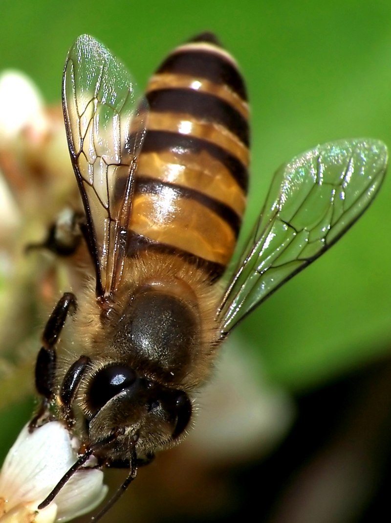Китайская восковая пчела APIS cerana
