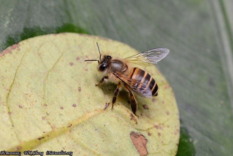 Пчела восковая (APIS cerana)