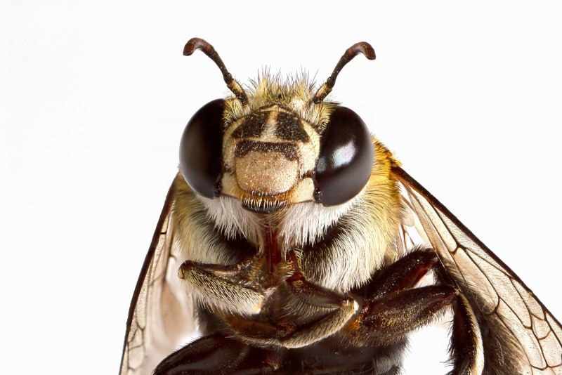 Пчела восковая (APIS cerana)