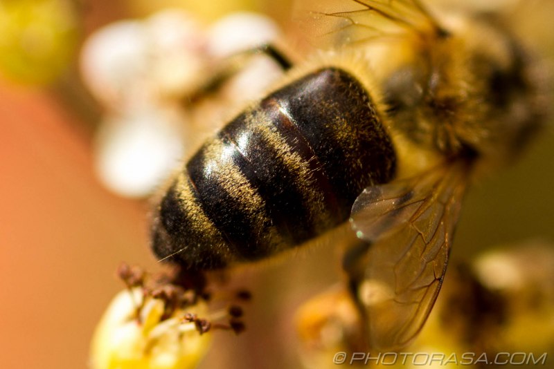 Пчела восковая (APIS cerana)