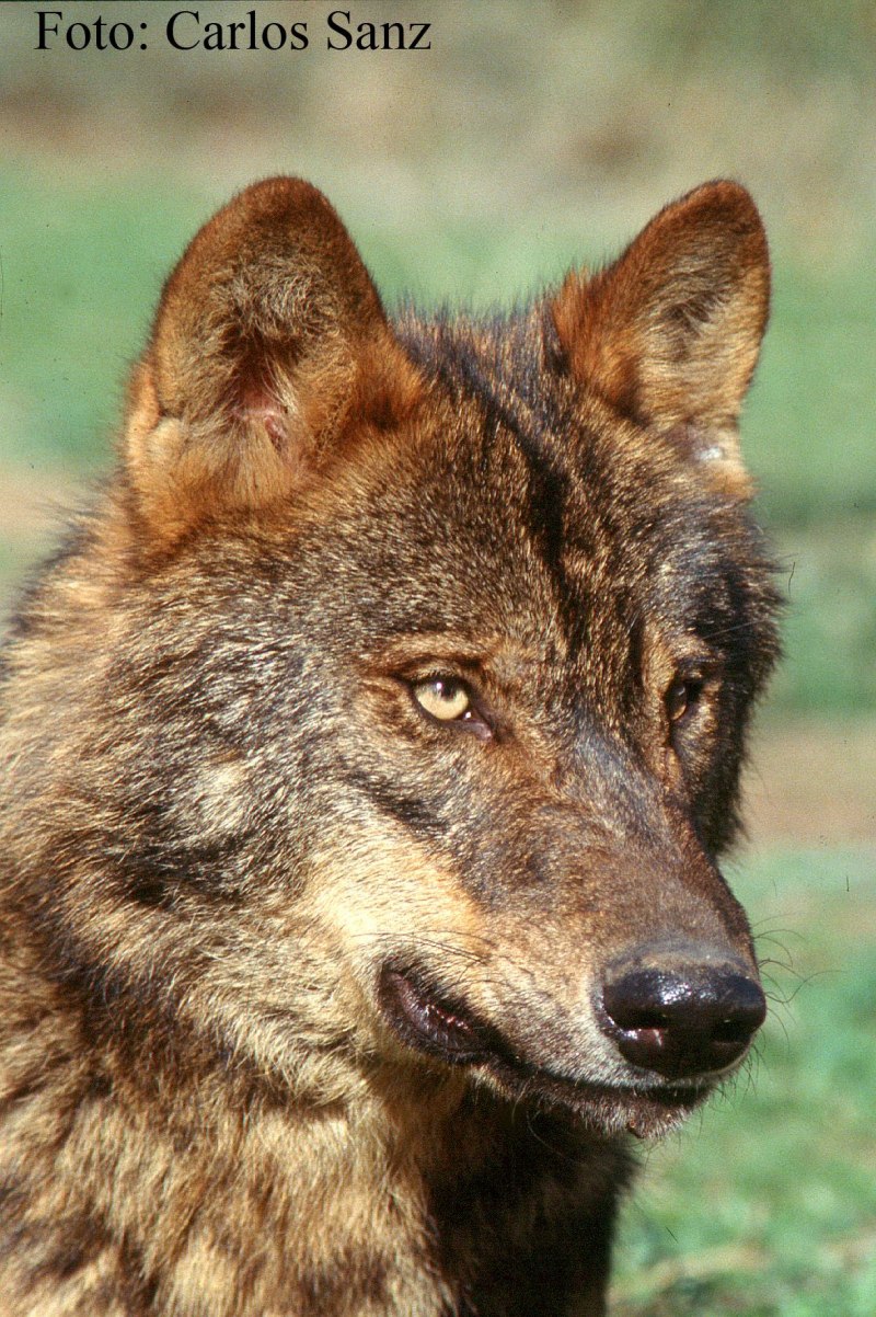 Иберийский волк (canis Lupus signatus)