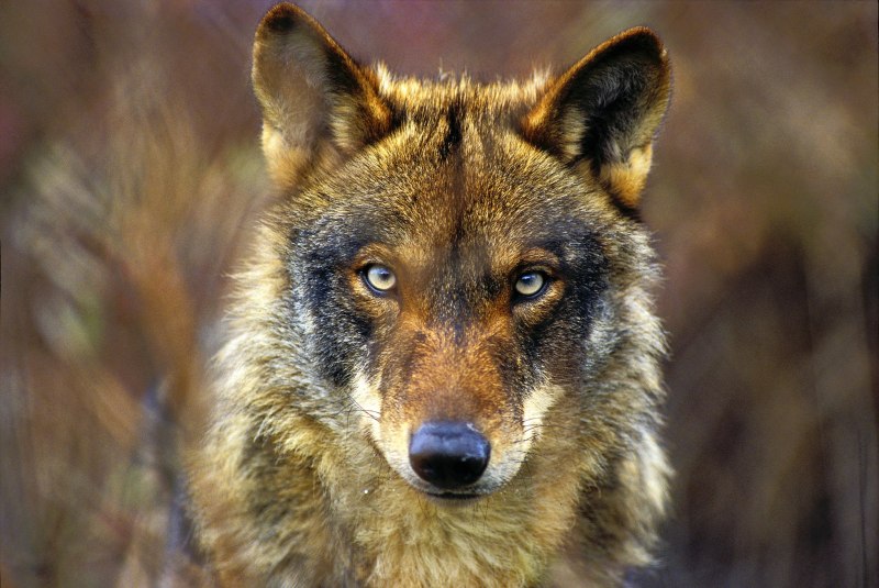 Lobo Beto
